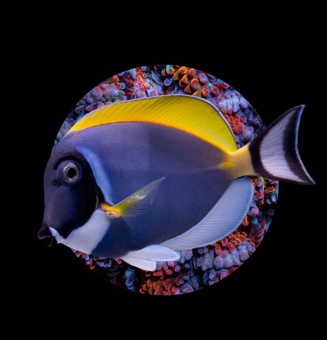 Fisk