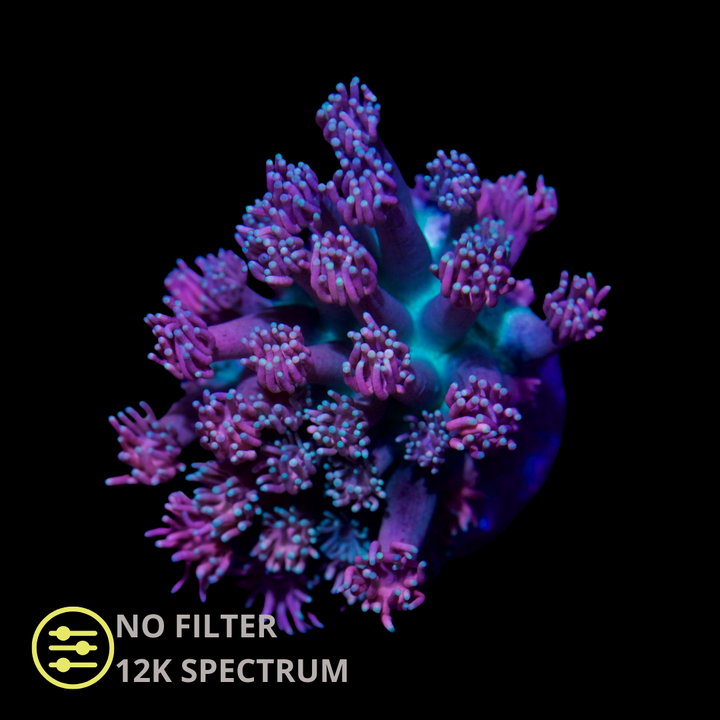 CL Candy Nebula Goniopora - Frag