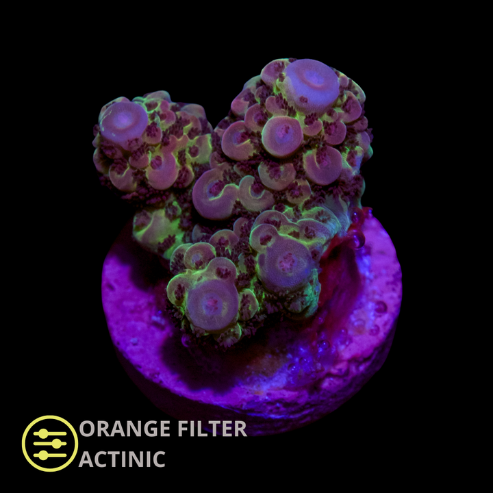 CL Acropora Spp Ultra - Frag