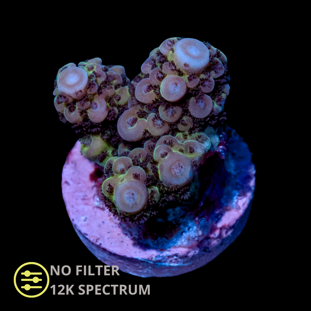 CL Acropora Spp Ultra - Frag
