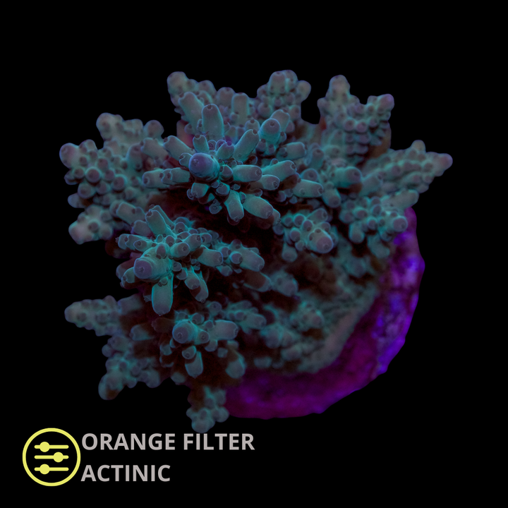 WYSIWYG CL Acropora Green Spp Ultra