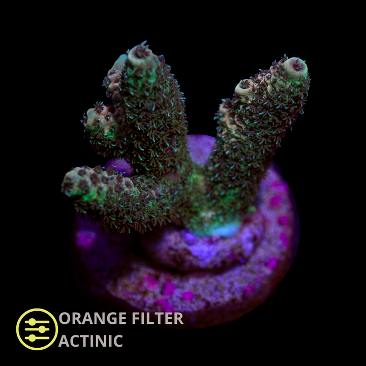 CL Acropora Millepora Green - Frag