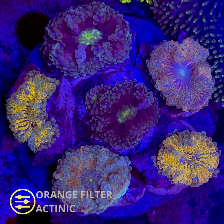 WYSIWYG Ricordea Yuma Jungle Mix