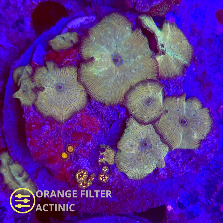 WYSIWYG Discosoma Green