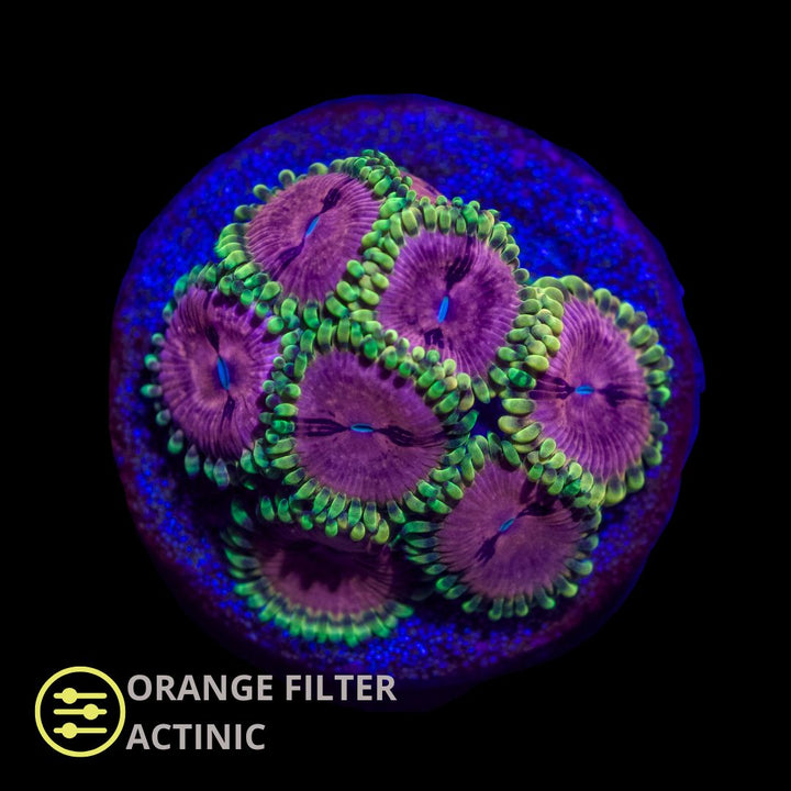 CL Pink Diamonds Zoanthid - Frag