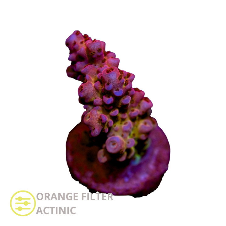 CL Acropora Red Blue - Frag