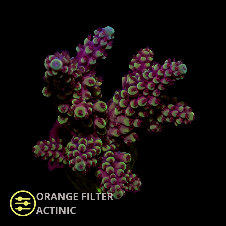 WYSIWYG CL Acropora Spp Ultra
