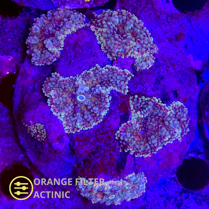 WYSIWYG Ricordea Yuma Jungle Rainbow