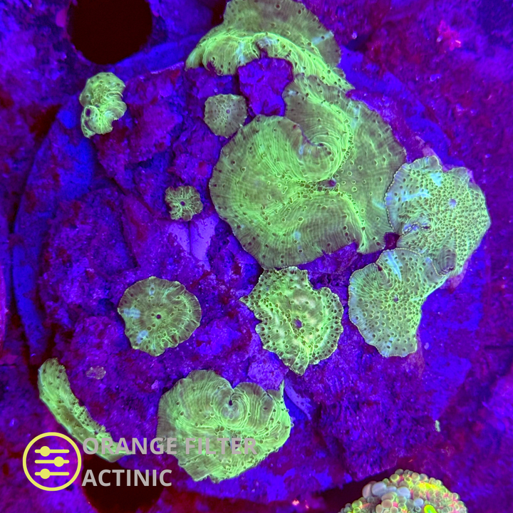 WYSIWYG Discosoma Green ultra