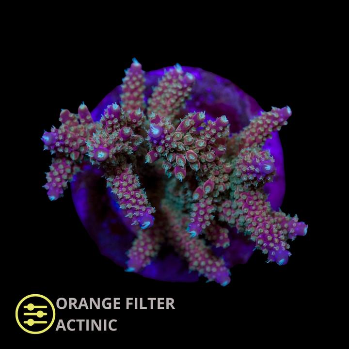 WYSIWYG CL Acropora Spp Ultra