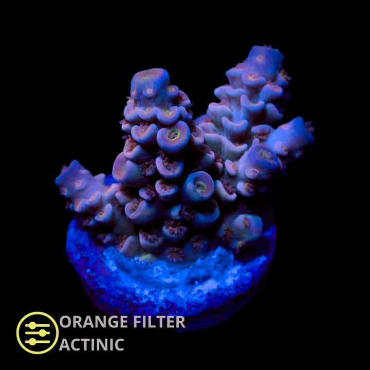 CL Acropora Rose Pink - Frag