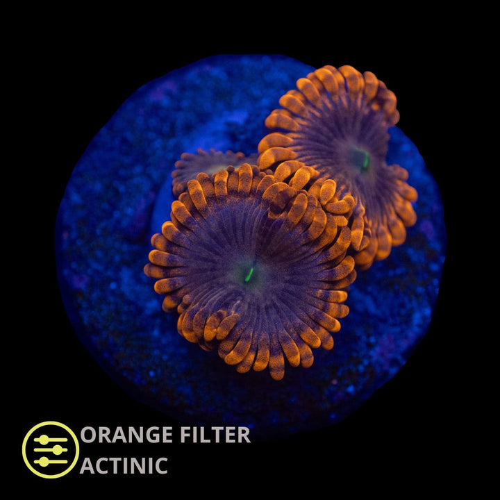 CL Punch Bowl Zoanthid - Frag