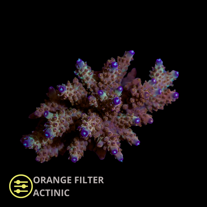 WYSIWYG CL Acropora Spp Ultra