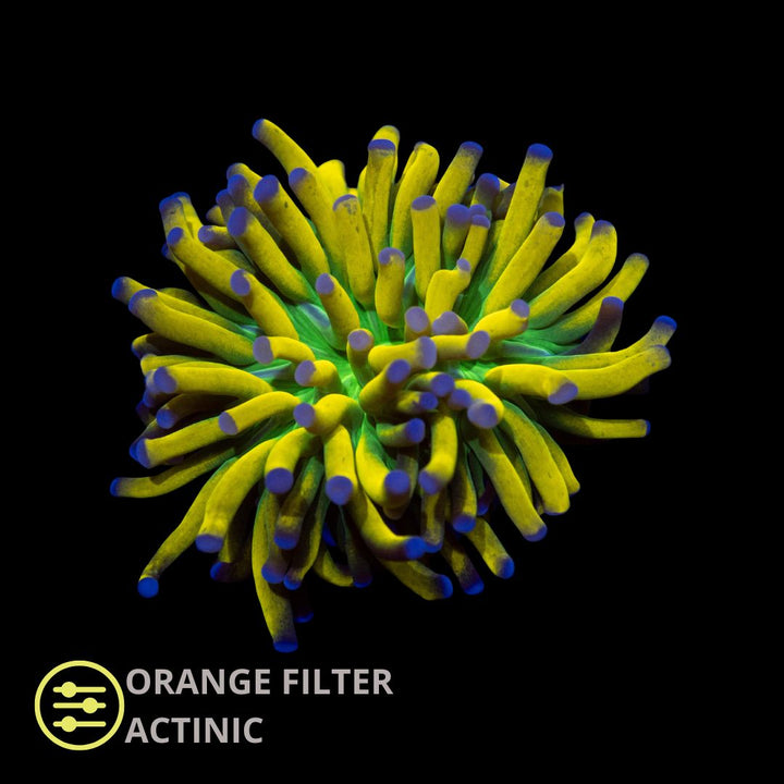 CL Euphyllia HG Banana Torch - Frag