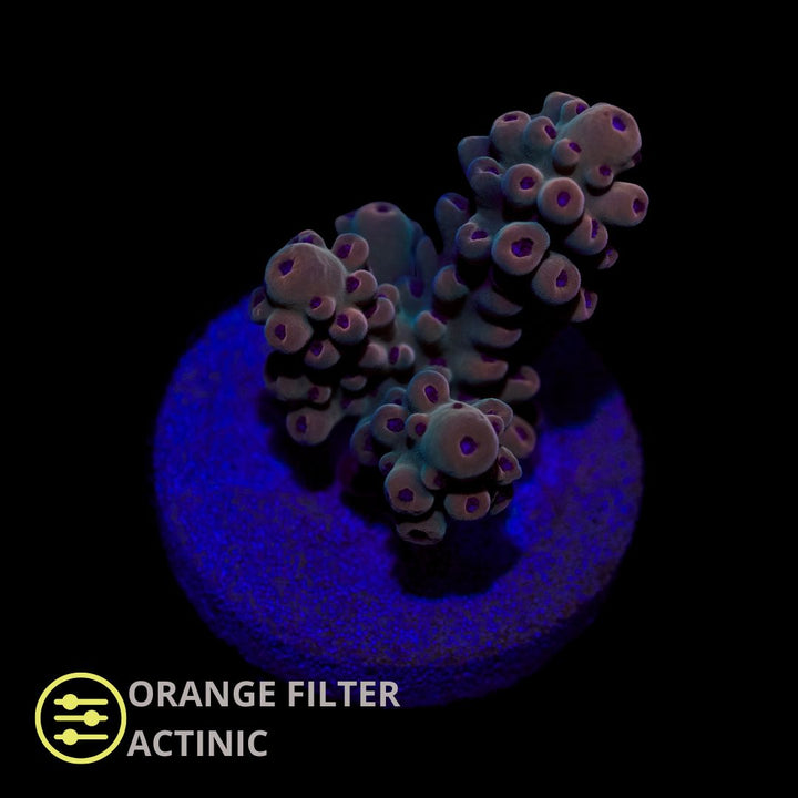 CL Purple Polyp Acro Blaster - Frag
