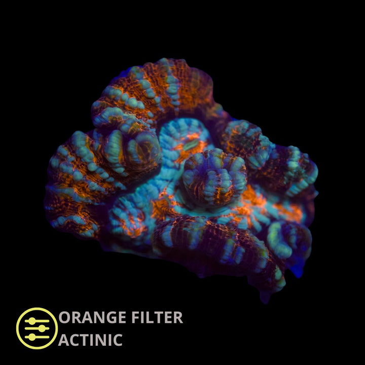 CL Wilsoni Premium - Frag