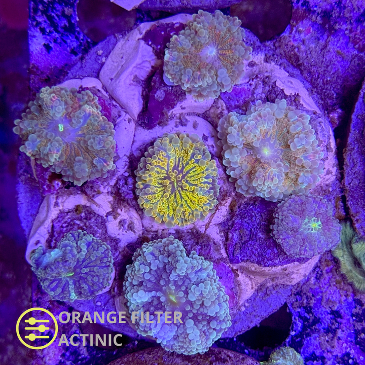 WYSIWYG Ricordea Yuma Jungle Ultra Mix