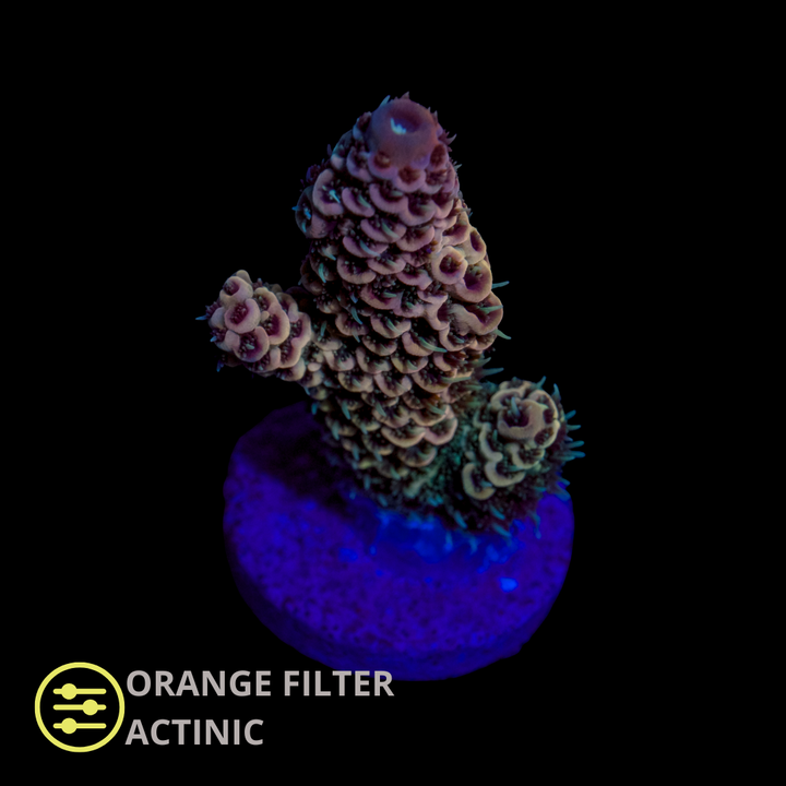 CL Acropora Rainbow Millepora - Frag