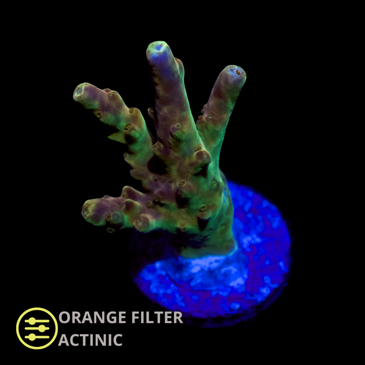 CL Acropora Golden Jawdropper - Frag