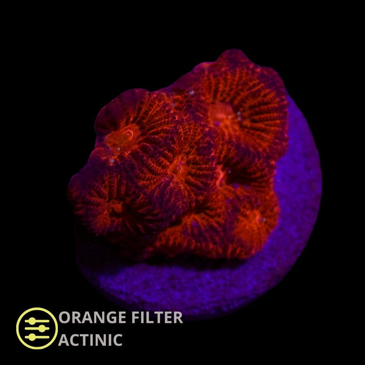 CL Ultra Red Favia - Frag