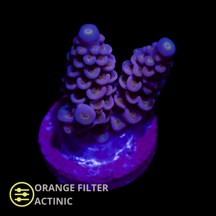 CL Acropora Walt Disney - Frag