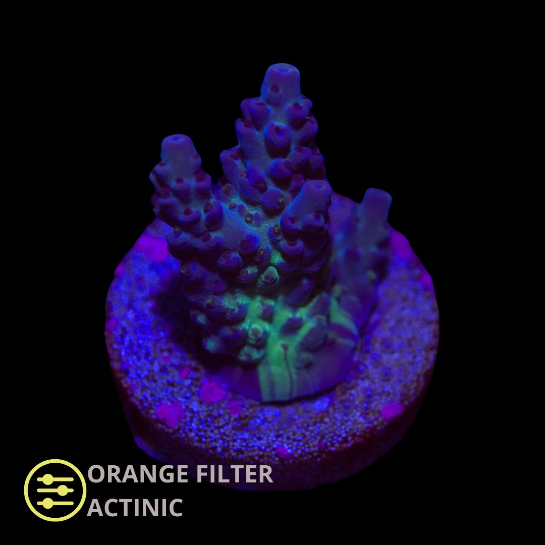 CL Acropora Northern lights - Frag