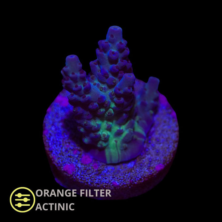 CL Acropora Northern lights - Frag