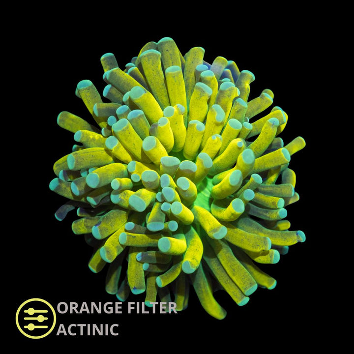 CL Euphyllia Banana Torch - Frag