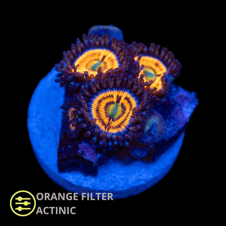 CL Gobstoppers Zoanthid - Frag