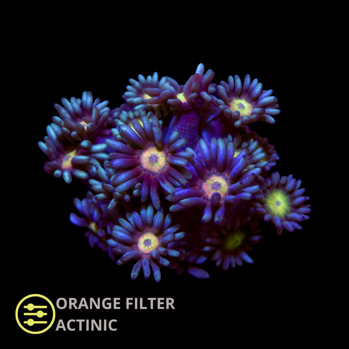 CL Aurora Goniopora - Frag