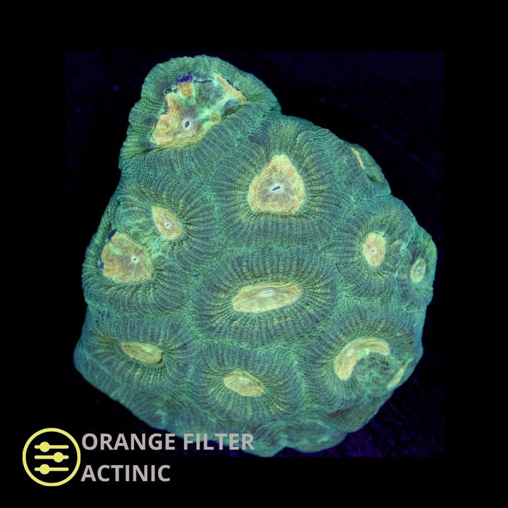 WYSIWYG Goniastrea Green - Frag