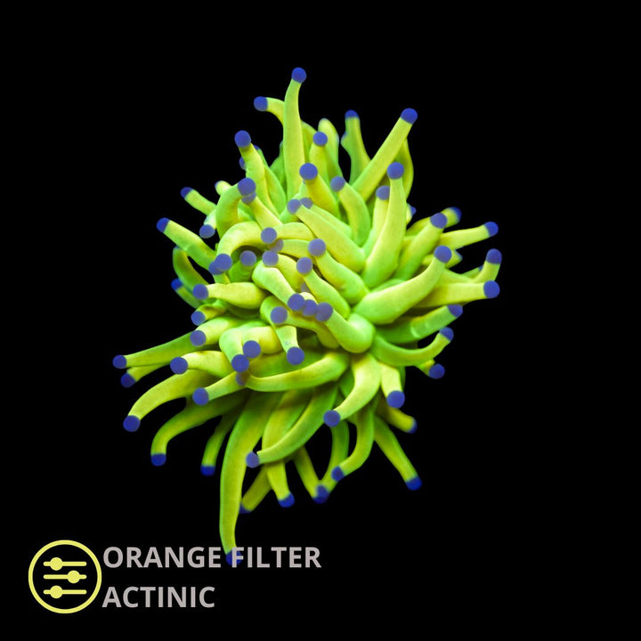 CL Holy Grail Torch - Frag