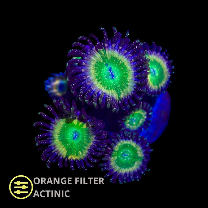 CL Tinker Bell Zoanthid - Frag