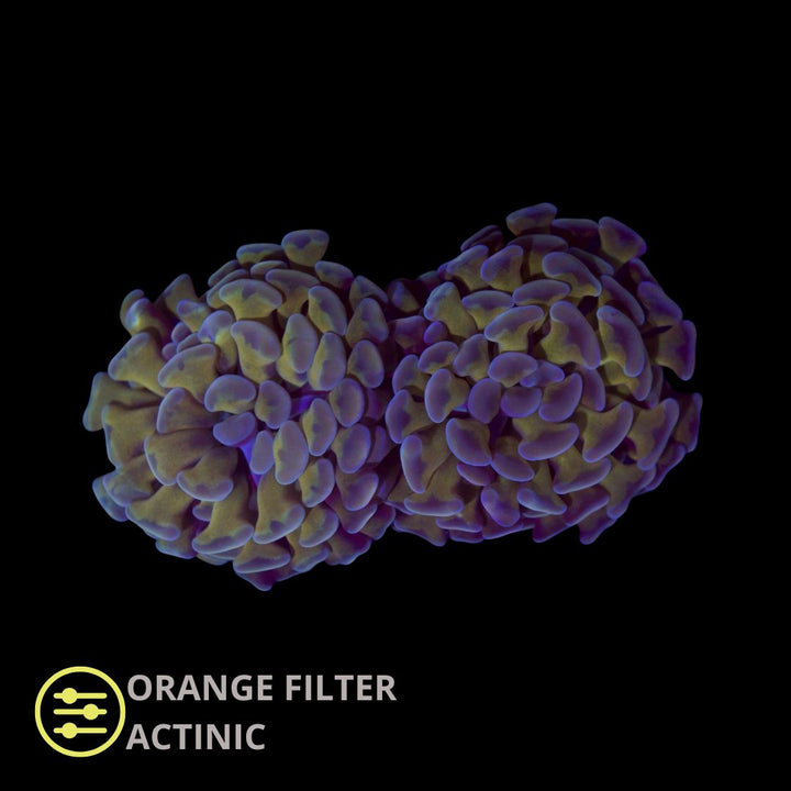 CL Euphyllia Paraancora Gold Hammer  - Frag