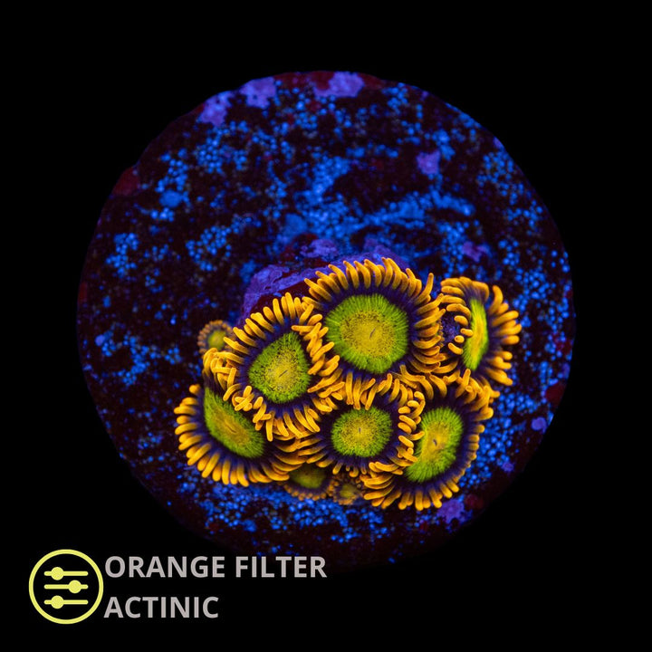 CL Mandarin Orange Zoanthid - Frag