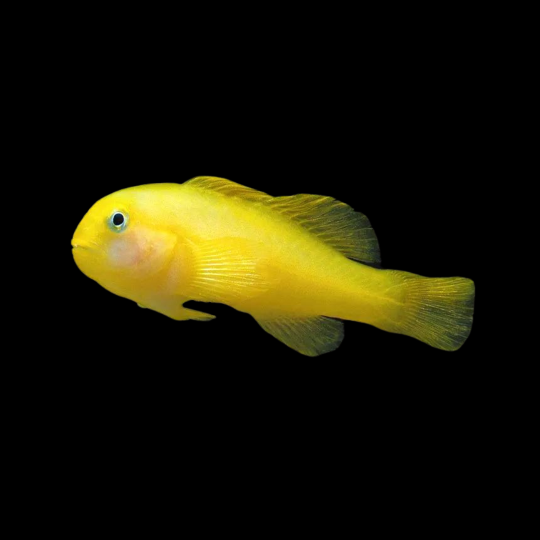 Yellow Clown Goby - Gobiodon okinawae