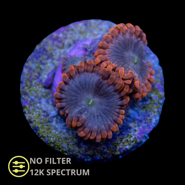 CL Punch Bowl Zoanthid - Frag