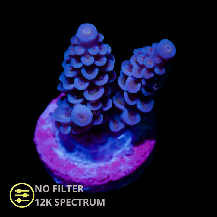 CL Acropora Walt Disney - Frag