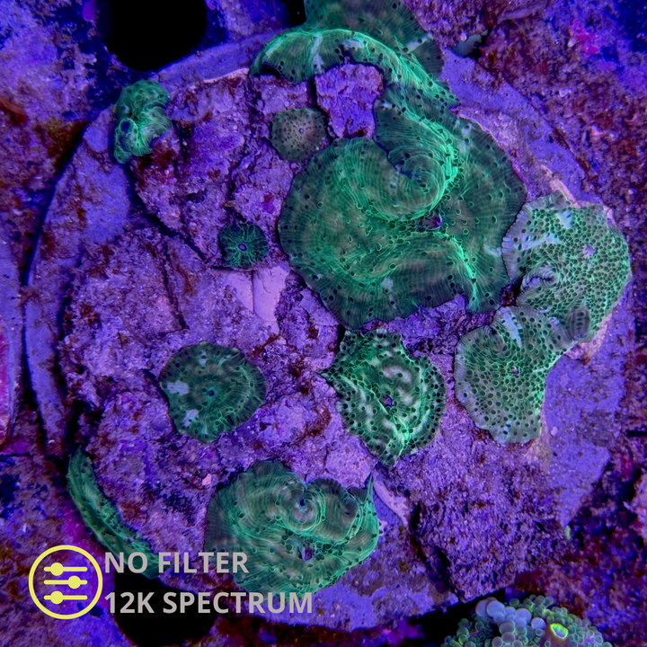 WYSIWYG Discosoma Green ultra