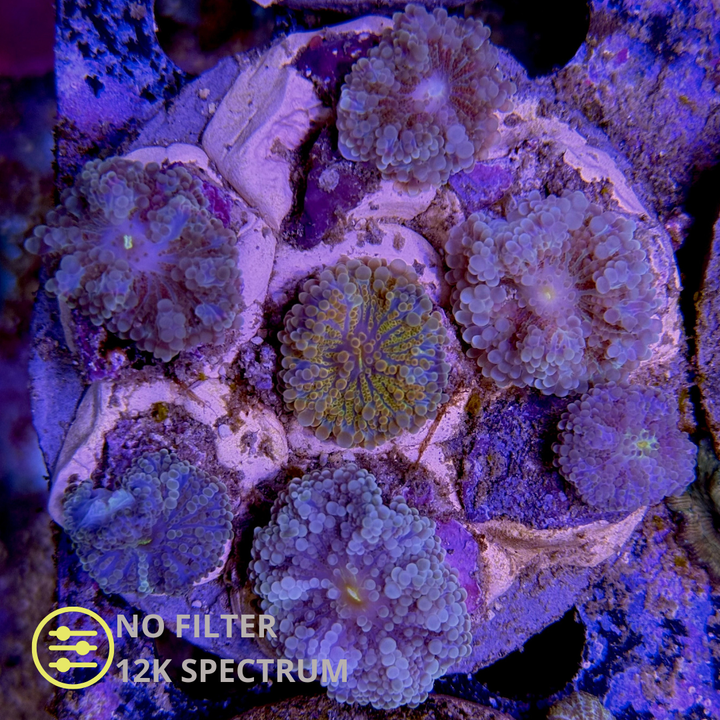 WYSIWYG Ricordea Yuma Jungle Ultra Mix