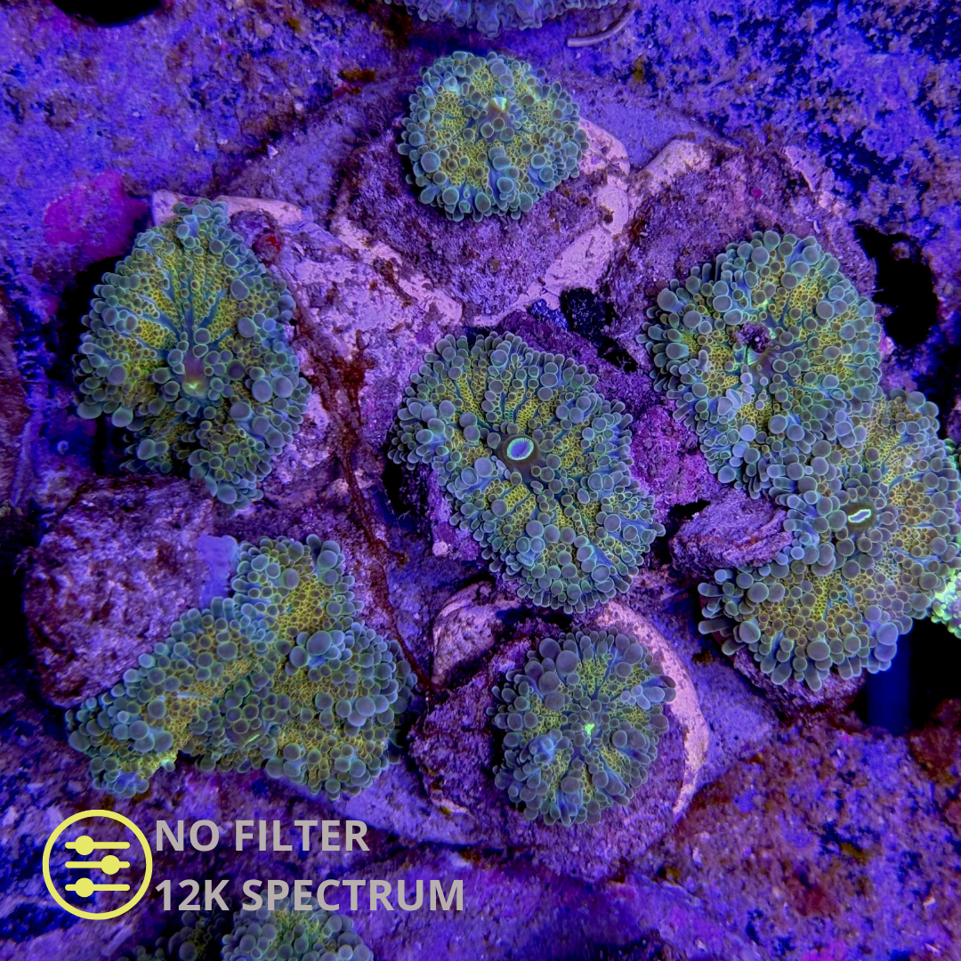 WYSIWYG Ricordea Yuma Jungle Ultra Gold