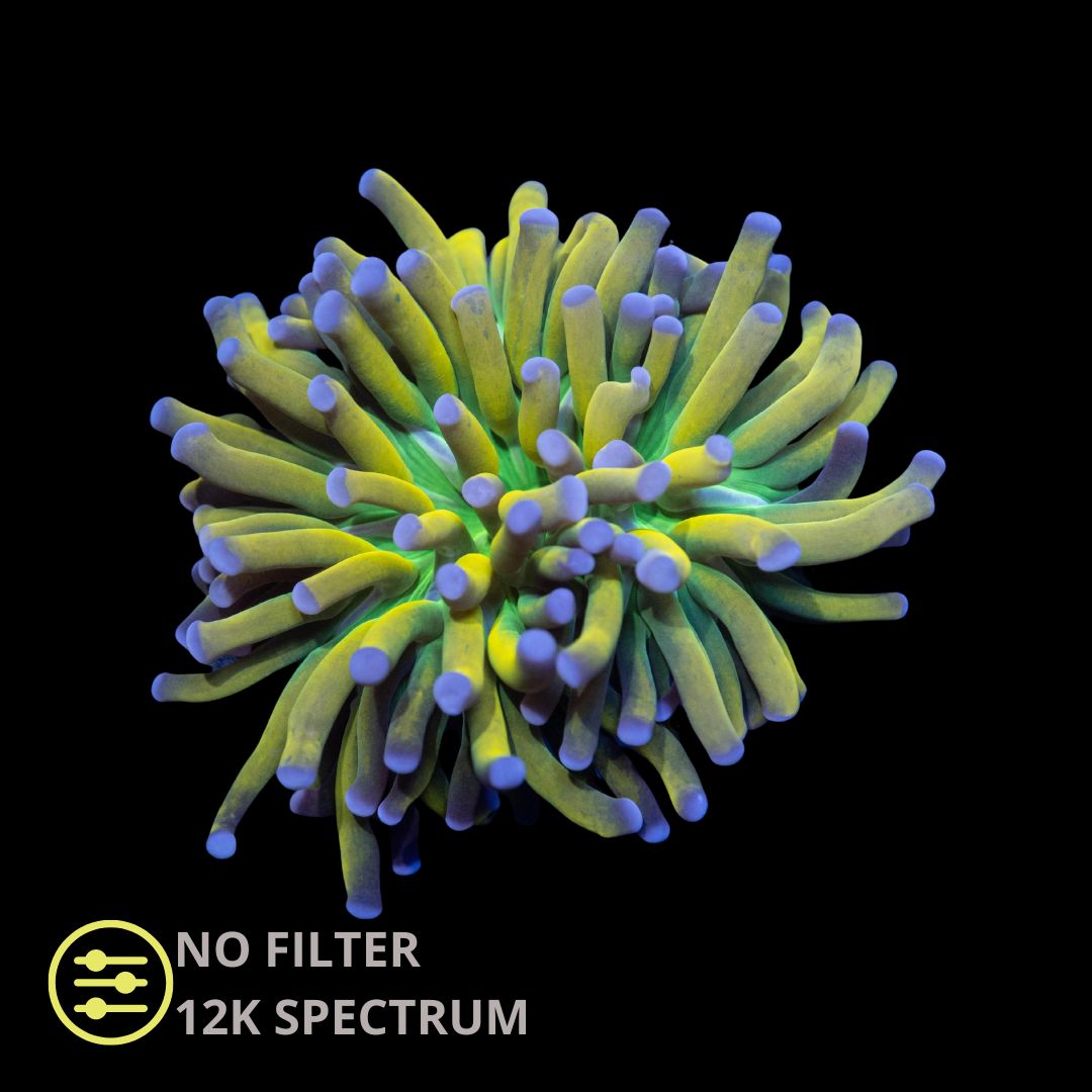 CL Euphyllia HG Banana Torch - Frag