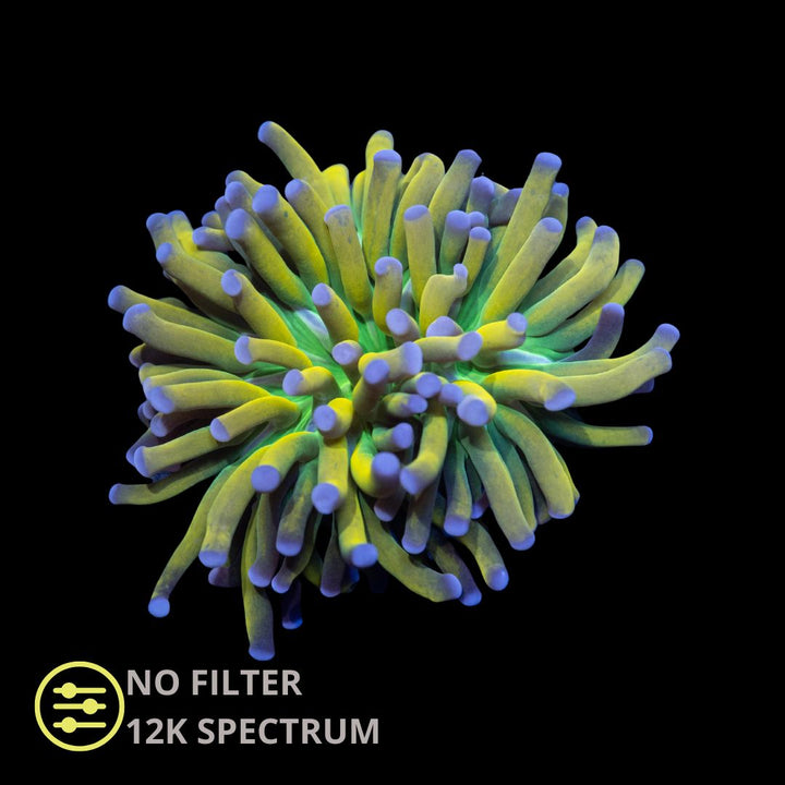 CL Euphyllia HG Banana Torch - Frag