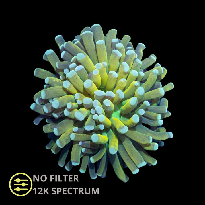 CL Euphyllia Banana Torch - Frag