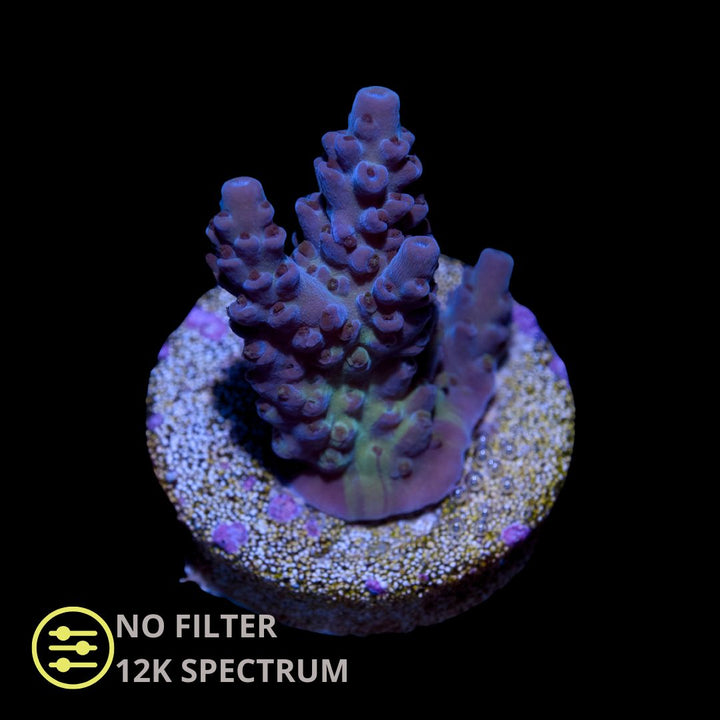 CL Acropora Northern lights - Frag