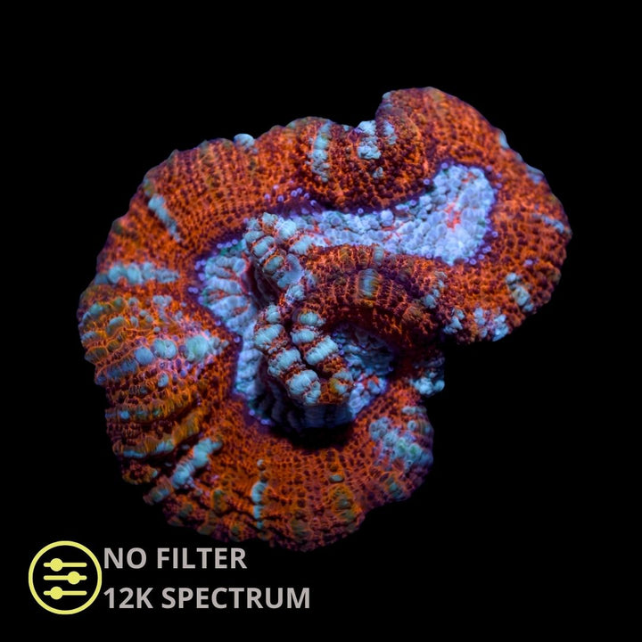 CL Wilsoni Ultra - Frag