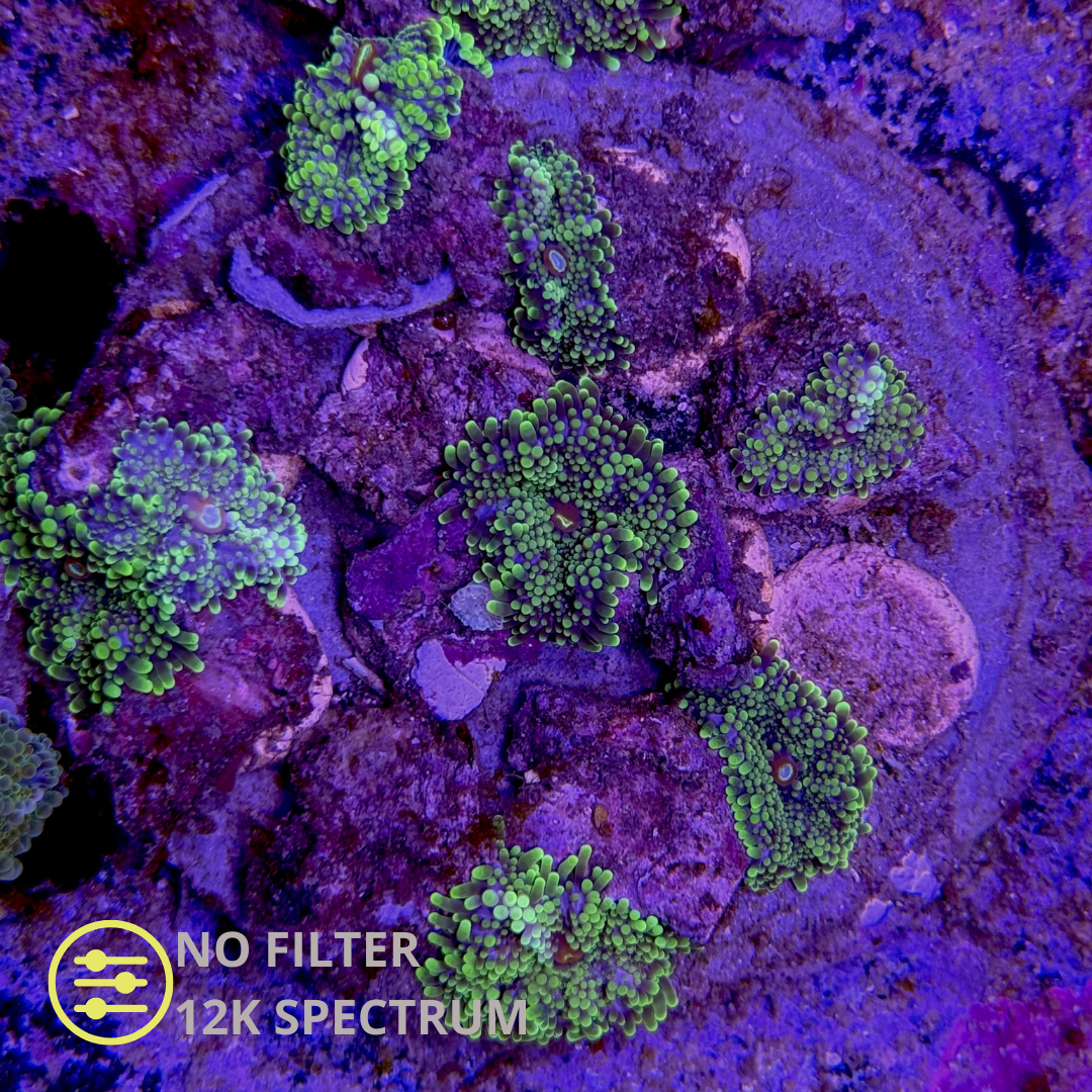 WYSIWYG Ricordea Yuma Jungle Ultra Green