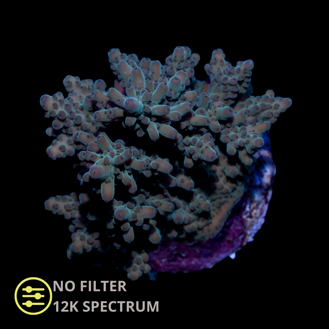 WYSIWYG CL Acropora Green Spp Ultra