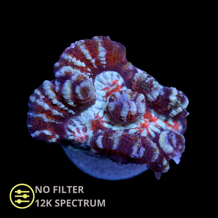 CL Wilsoni Premium - Frag