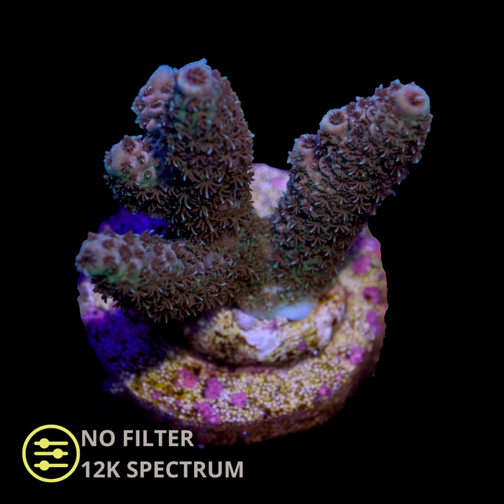 CL Acropora Millepora Green - Frag